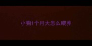 小狗1个月大怎么喂养