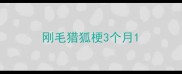 刚毛猎狐梗3个月
