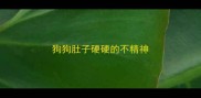 狗狗肚子硬硬的不精神