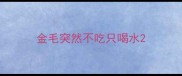金毛突然不吃只喝水