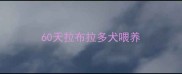 60天拉布拉多犬喂养