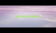 母拉布拉多绝育护理