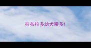 拉布拉多幼犬喂多