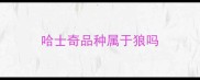 哈士奇品种属于狼吗
