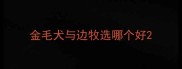 金毛犬与边牧选哪个好