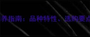 蝴蝶犬价格及饲养指南品种特性选购要点与长期养护全