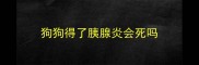 狗狗得了胰腺炎会死吗