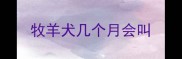 牧羊犬几个月会叫