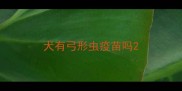 犬有弓形虫疫苗吗