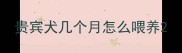 贵宾犬几个月怎么喂养