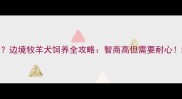 新手适合养边牧吗边境牧羊犬饲养全攻略智商高但需要耐心新手入门必看指南