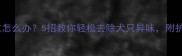 拉布拉多体味重怎么办5招教你轻松去除犬只异味附护理全攻略
