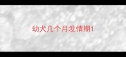 幼犬几个月发情期