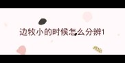 边牧小的时候怎么分辨