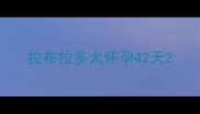 拉布拉多犬怀孕42天