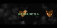 金毛刚满月吃什么