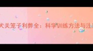 边牧幼犬关笼子利弊全科学训练方法与注意事项