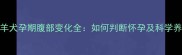 边境牧羊犬孕期腹部变化全如何判断怀孕及科学养护指南