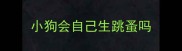小狗会自己生跳蚤吗