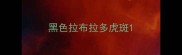 黑色拉布拉多虎斑