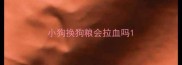 小狗换狗粮会拉血吗