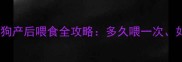 新手必看刚生的小狗产后喂食全攻略多久喂一次如何喂注意事项全