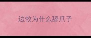 边牧为什么舔爪子