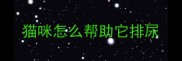 猫咪怎么帮助它排尿