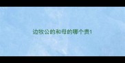 边牧公的和母的哪个贵