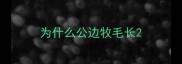 为什么公边牧毛长