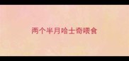 两个半月哈士奇喂食