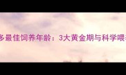 拉布拉多最佳饲养年龄3大黄金期与科学喂养指南
