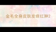 金毛全身皮肤发痒红肿