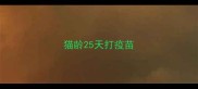 猫龄25天打疫苗