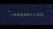 小泰迪掉毛是什么原因