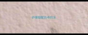萨摩耶配拉布拉多