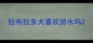 拉布拉多犬喜欢游水吗