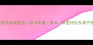 边牧牧羊犬体型全标准体重身长体型特征及养护指南
