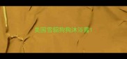 美国雪貂狗狗沐浴露