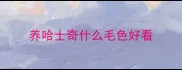 养哈士奇什么毛色好看