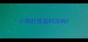 小狗打疫苗时没叫