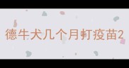 德牛犬几个月打疫苗