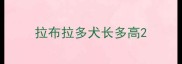拉布拉多犬长多高