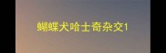 蝴蝶犬哈士奇杂交