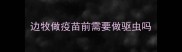 边牧做疫苗前需要做驱虫吗