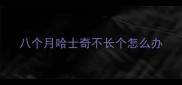 八个月哈士奇不长个怎么办