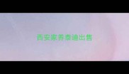 西安家养泰迪出售