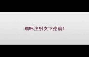 猫咪注射皮下疙瘩