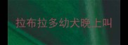 拉布拉多幼犬晚上叫