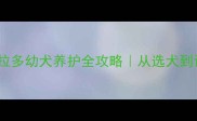 新手必看拉布拉多幼犬养护全攻略从选犬到训练保姆级教程
